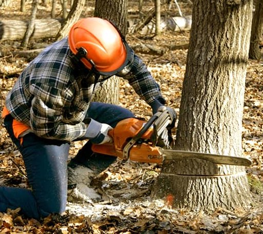 Tree Removal in Dallas, SD